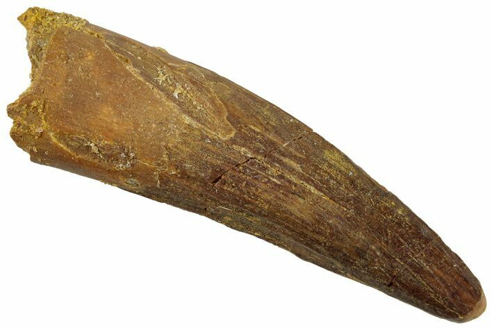 Fossil Spinosaurus Tooth - Real Dinosaur Tooth #318988